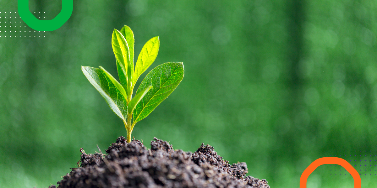 Young green plant sprouting from soil against a blurred green background.